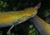Arapaima gigas