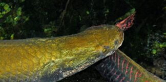 Arapaima gigas