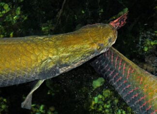 Arapaima gigas