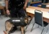 K-9 armor vests give dogs up to date technology