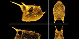 boxfish body armor