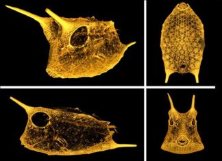 boxfish body armor
