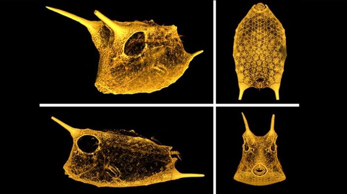 boxfish body armor