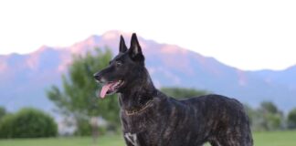 dutch shepard