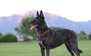 dutch shepard