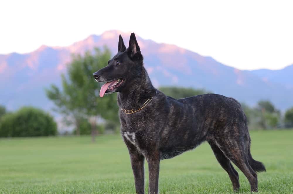 dutch shepard