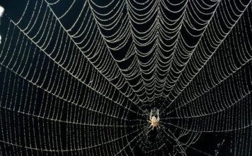 Spider Silk