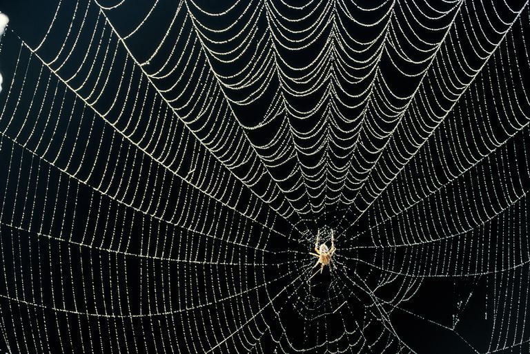 Scientists reveal spiders' web-making secrets •