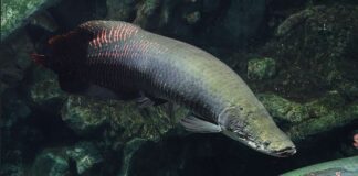 Arapaima gigas fish
