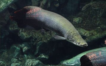 Arapaima gigas fish