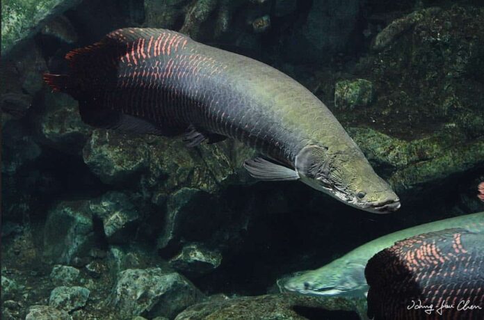 Arapaima gigas fish
