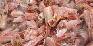 Shrimp Shells