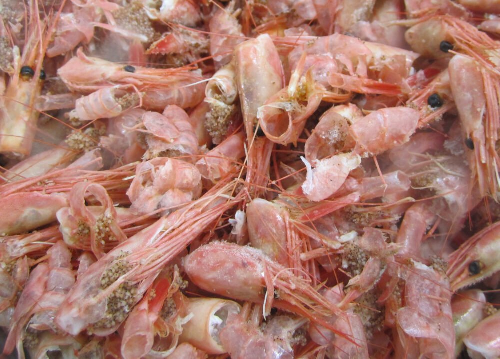 Shrimp Shells