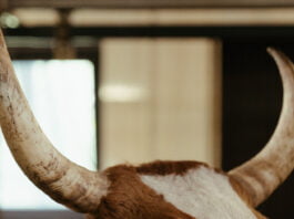 Bull Horns