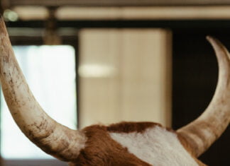 Bull Horns
